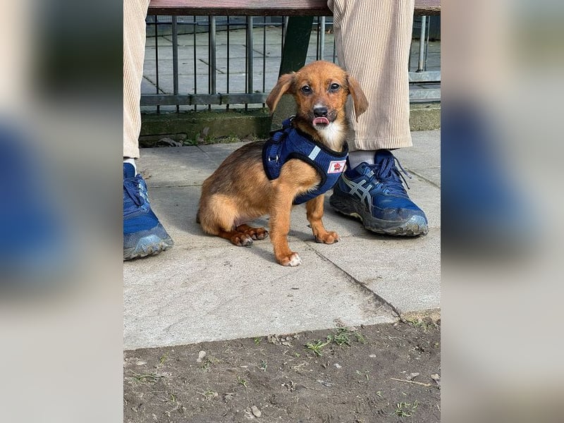 ♥EVELYN♥ neu auf Pflegestelle in Köln - niedliche, verspielte Dackel-Mix-Welpin 22cm