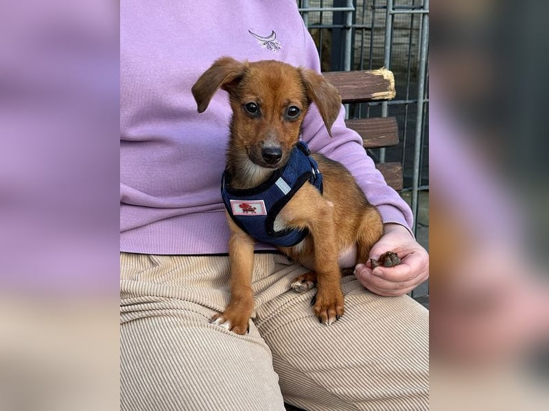 ♥EVELYN♥ neu auf Pflegestelle in Köln - niedliche, verspielte Dackel-Mix-Welpin 22cm