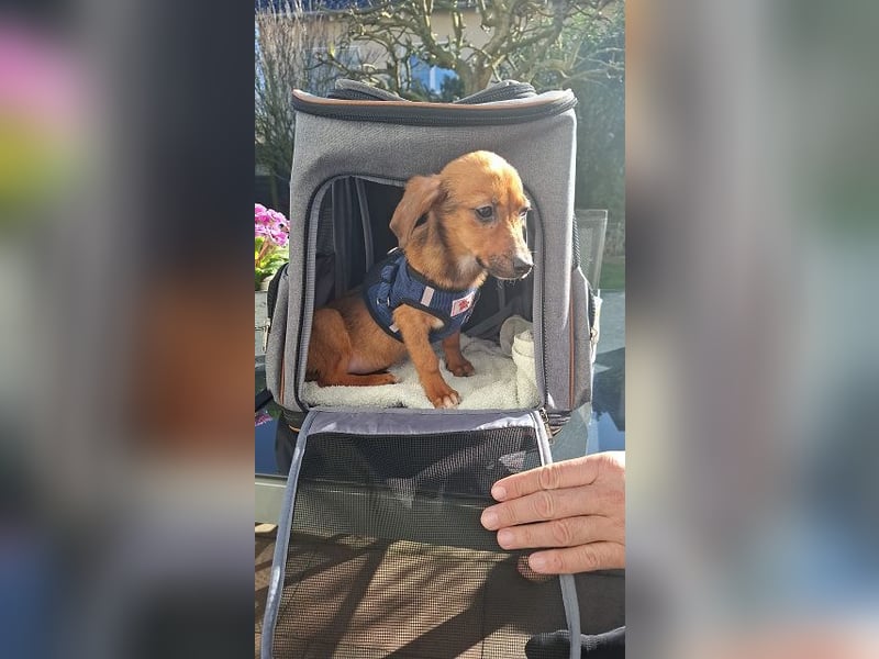 ♥EVELYN♥ neu auf Pflegestelle in Köln - niedliche, verspielte Dackel-Mix-Welpin 22cm