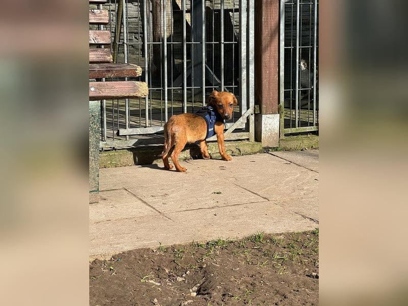 ♥EVELYN♥ neu auf Pflegestelle in Köln - niedliche, verspielte Dackel-Mix-Welpin 22cm