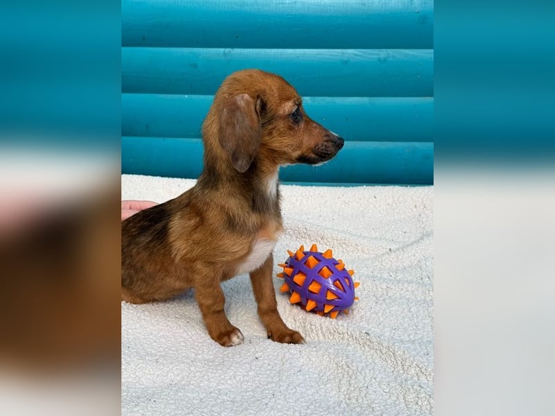 ♥EVELYN♥ neu auf Pflegestelle in Köln - niedliche, verspielte Dackel-Mix-Welpin 22cm