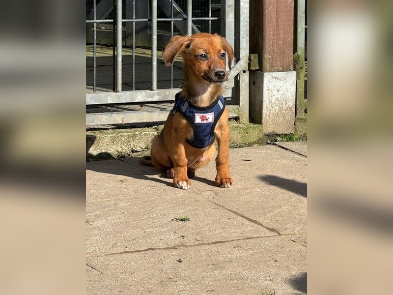 ♥EVELYN♥ neu auf Pflegestelle in Köln - niedliche, verspielte Dackel-Mix-Welpin 22cm