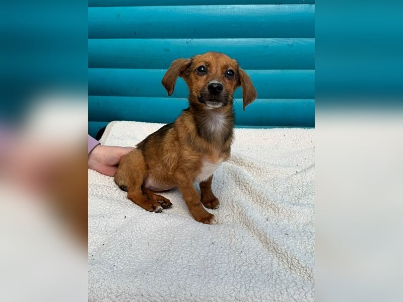 ♥EVELYN♥ neu auf Pflegestelle in Köln - niedliche, verspielte Dackel-Mix-Welpin 22cm