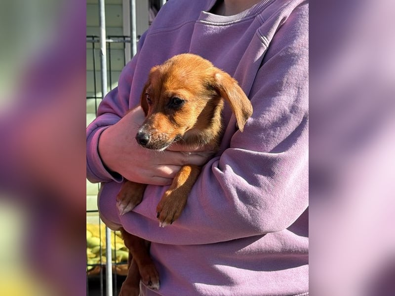 ♥EVELYN♥ neu auf Pflegestelle in Köln - niedliche, verspielte Dackel-Mix-Welpin 22cm