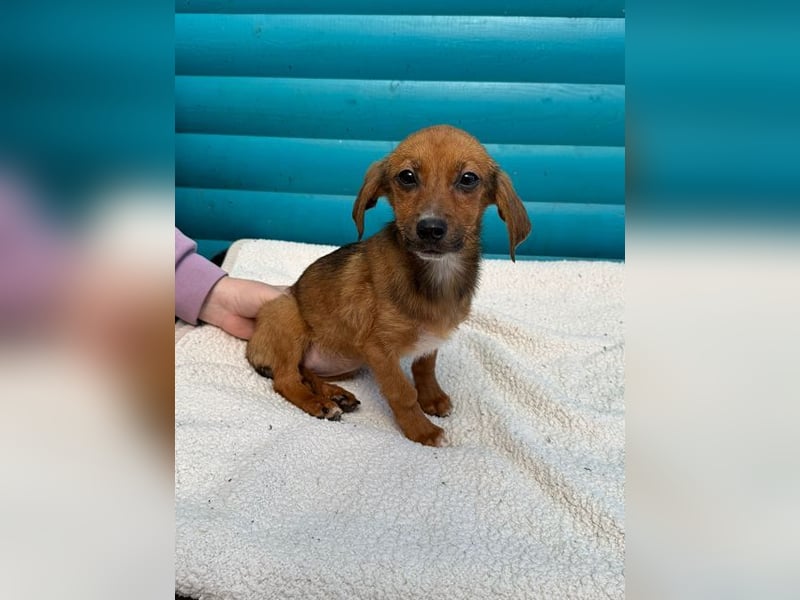 ♥EVELYN♥ neu auf Pflegestelle in Köln - niedliche, verspielte Dackel-Mix-Welpin 22cm