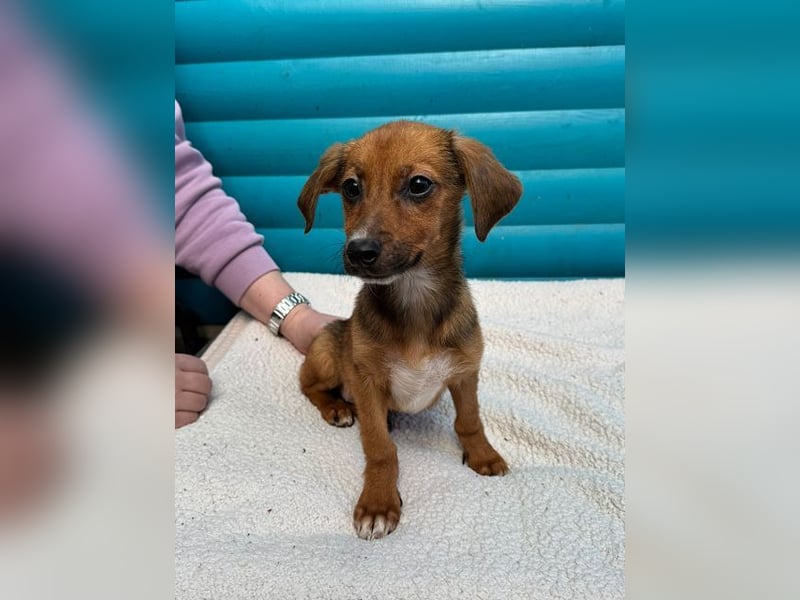 ♥EVELYN♥ neu auf Pflegestelle in Köln - niedliche, verspielte Dackel-Mix-Welpin 22cm
