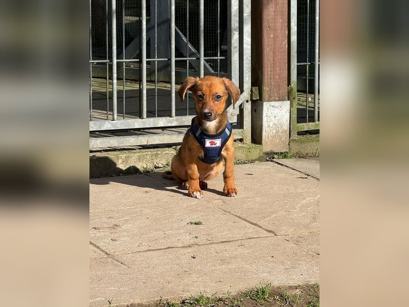 ♥EVELYN♥ neu auf Pflegestelle in Köln - niedliche, verspielte Dackel-Mix-Welpin 22cm