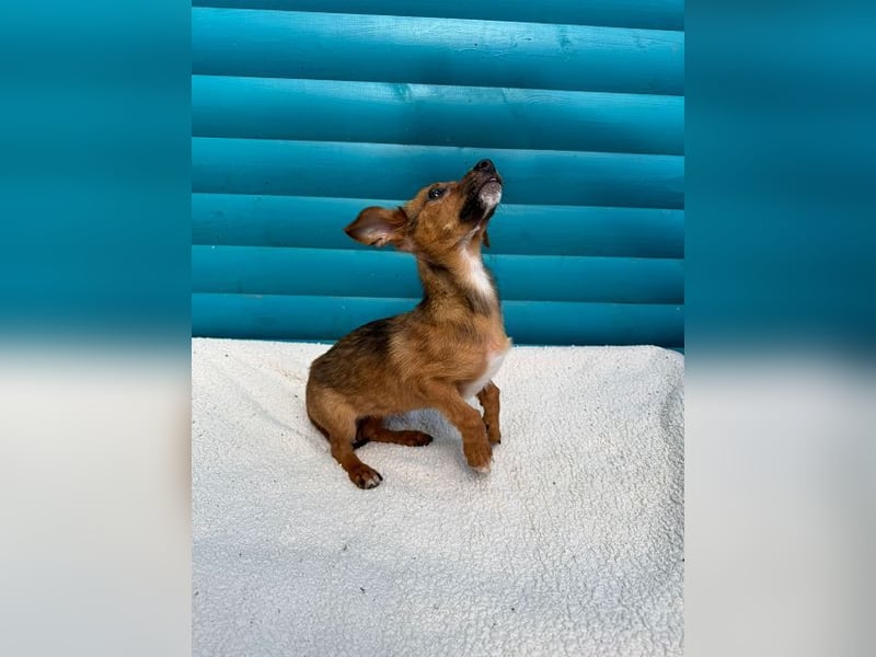 ♥EVELYN♥ neu auf Pflegestelle in Köln - niedliche, verspielte Dackel-Mix-Welpin 22cm