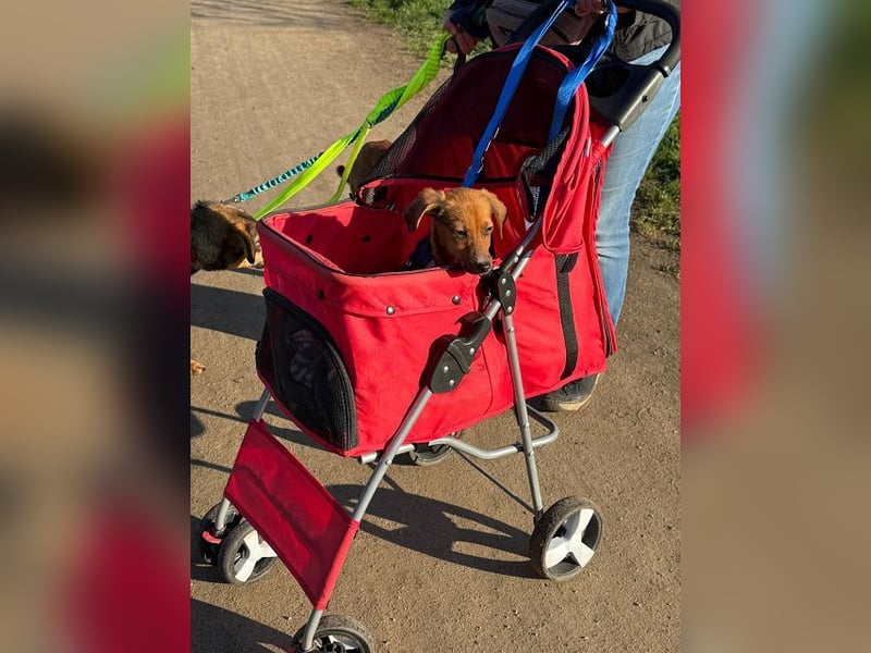 ♥EVELYN♥ neu auf Pflegestelle in Köln - niedliche, verspielte Dackel-Mix-Welpin 22cm