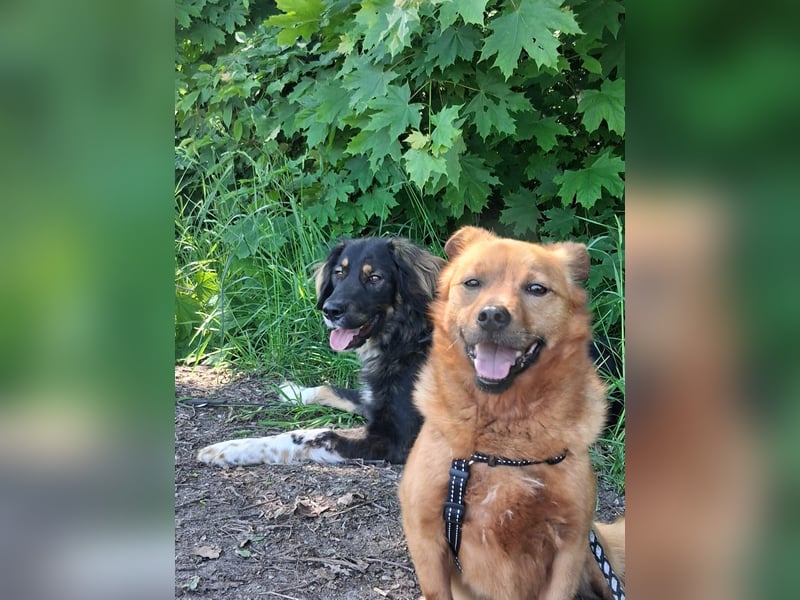 Unser kleiner Felix sucht ein warmes Körbchen