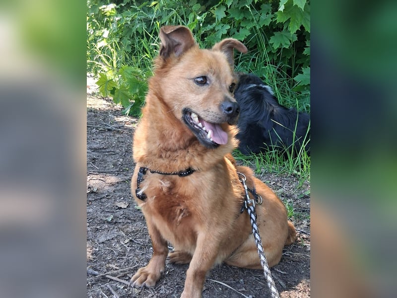 Unser kleiner Felix sucht ein warmes Körbchen