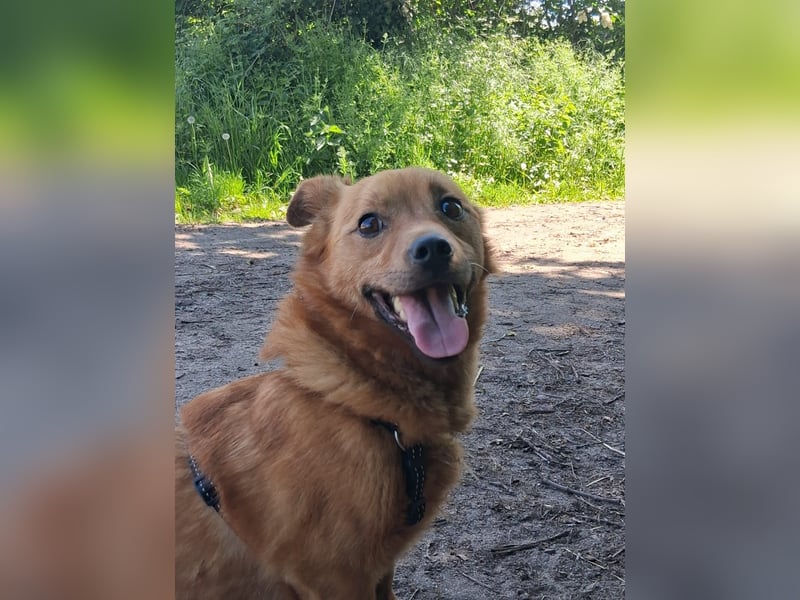 Unser kleiner Felix sucht ein warmes Körbchen