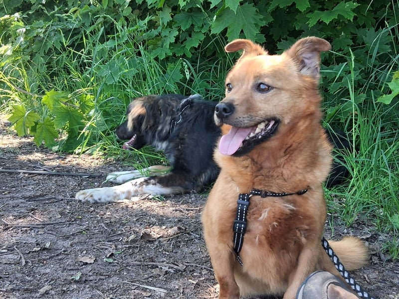 Unser kleiner Felix sucht ein warmes Körbchen