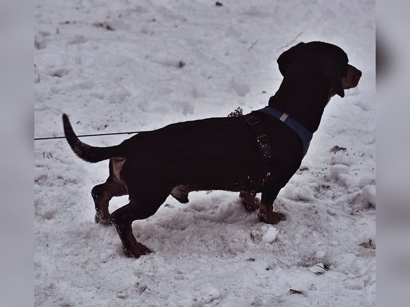 Jaherl - ein sensibler, kleiner Hundebub