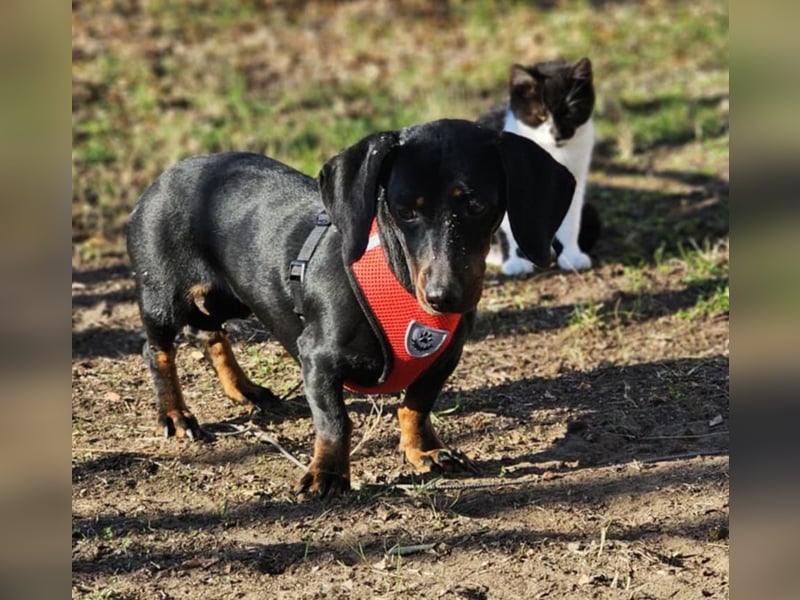 Elfriede sucht ein aktives Zuhause