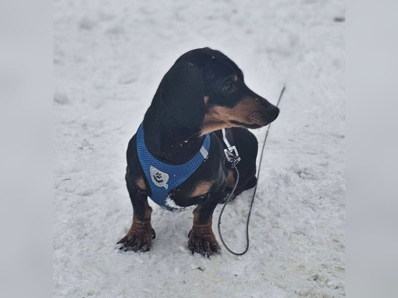 Jaherl - ein sensibler, kleiner Hundebub