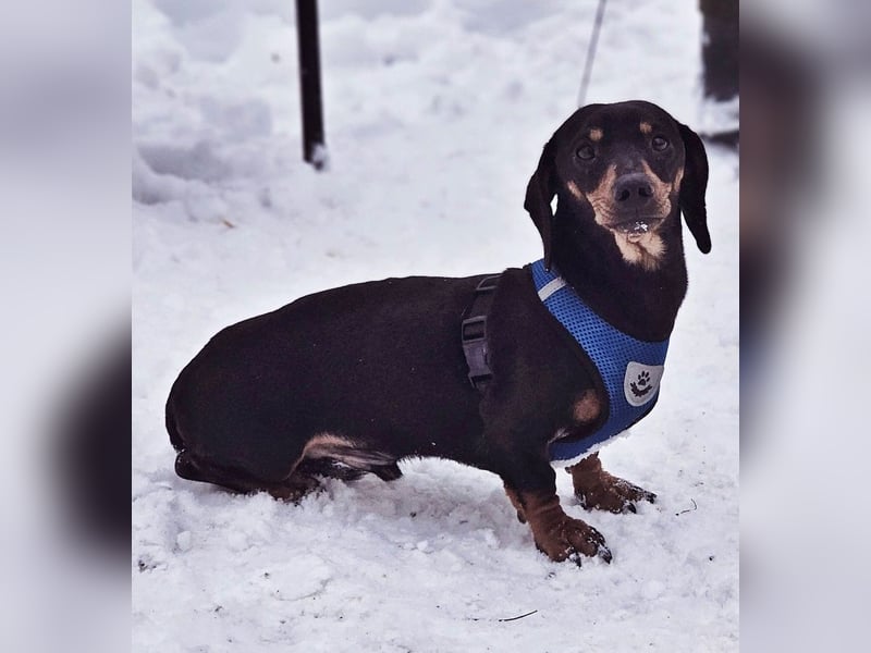 Jaherl - ein sensibler, kleiner Hundebub