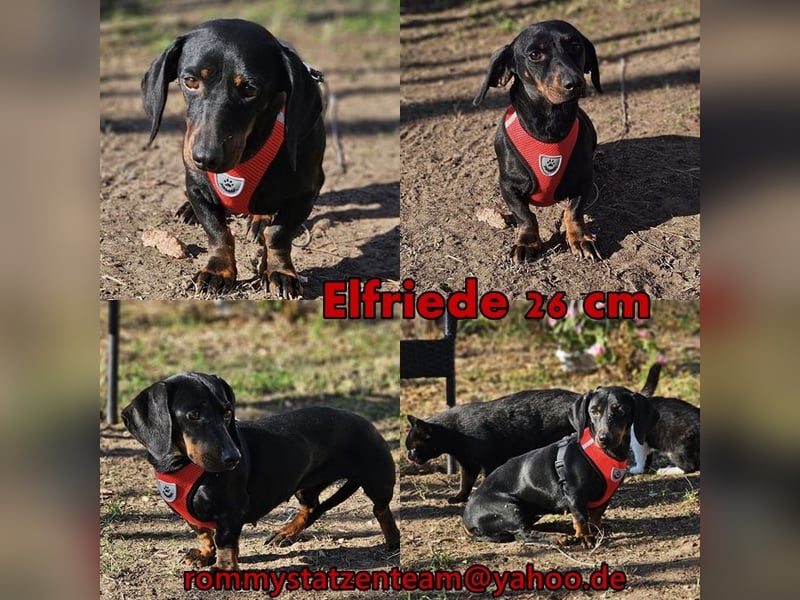 Elfriede sucht ein aktives Zuhause