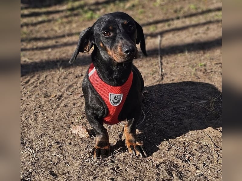 Elfriede sucht ein aktives Zuhause