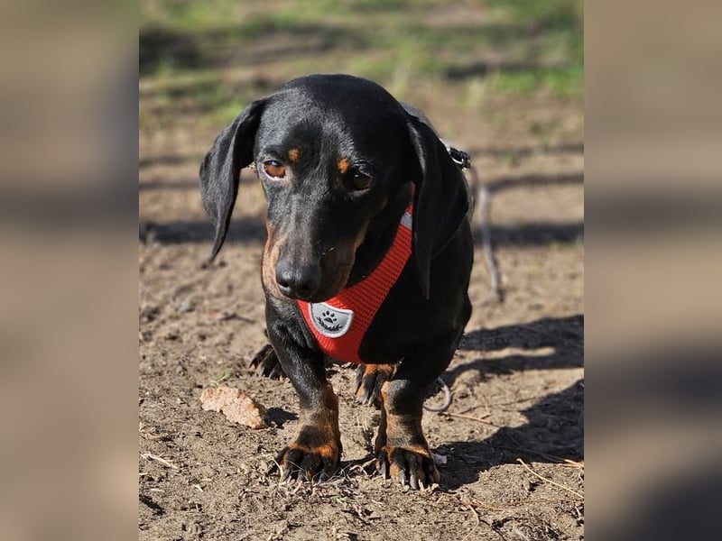 Elfriede sucht ein aktives Zuhause
