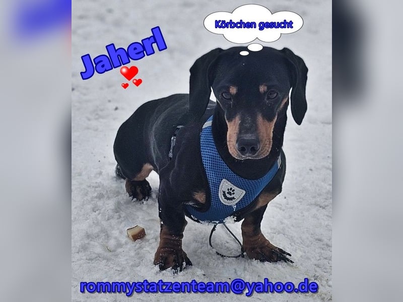 Jaherl - ein sensibler, kleiner Hundebub