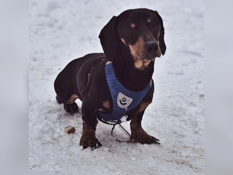 Jaherl - ein sensibler, kleiner Hundebub