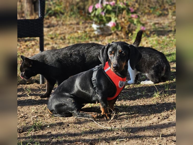 Elfriede sucht ein aktives Zuhause