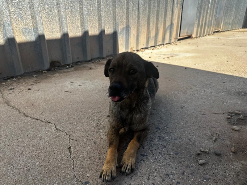 Dobby – ein fröhlicher Herzenshund sucht sein Für-Immer-Zuhause