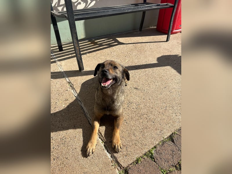 Dobby – ein fröhlicher Herzenshund sucht sein Für-Immer-Zuhause