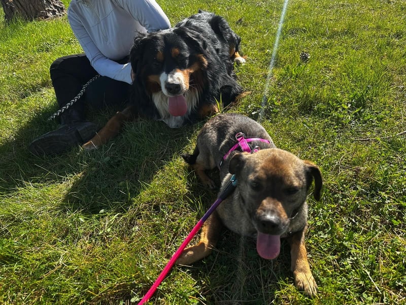 Dobby – ein fröhlicher Herzenshund sucht sein Für-Immer-Zuhause