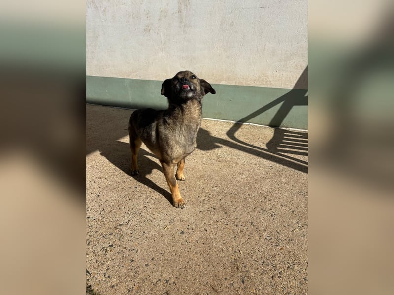 Dobby – ein fröhlicher Herzenshund sucht sein Für-Immer-Zuhause