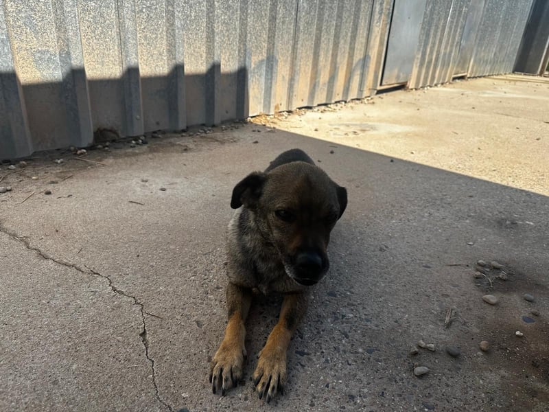 Dobby – ein fröhlicher Herzenshund sucht sein Für-Immer-Zuhause