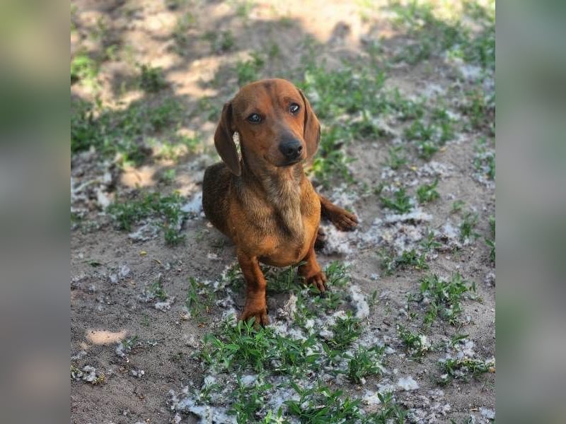 Paul sucht Dackelfan