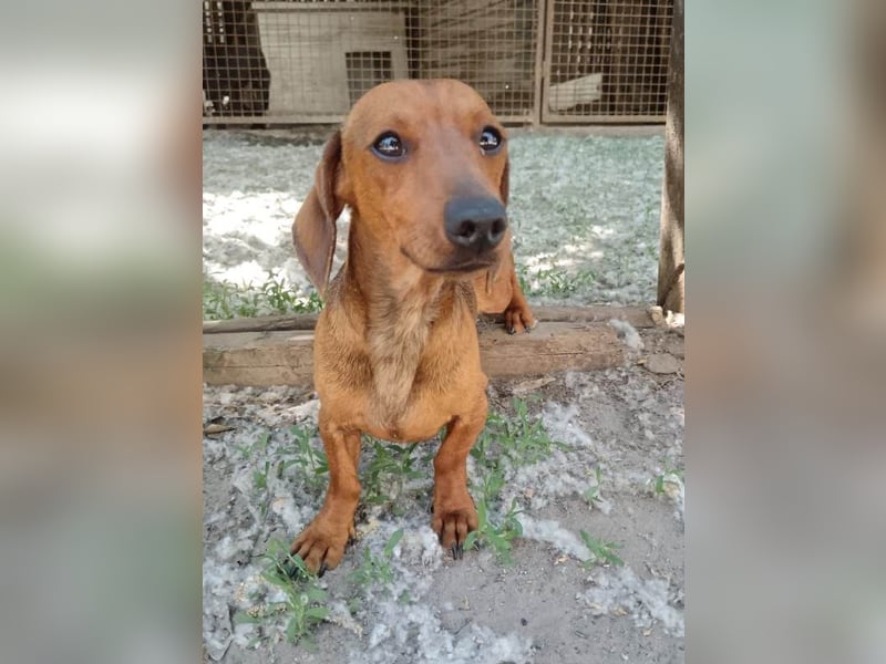 Paul sucht Dackelfan