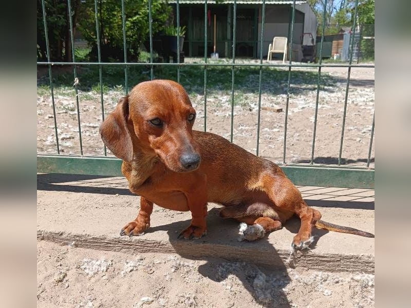 Paul sucht Dackelfan