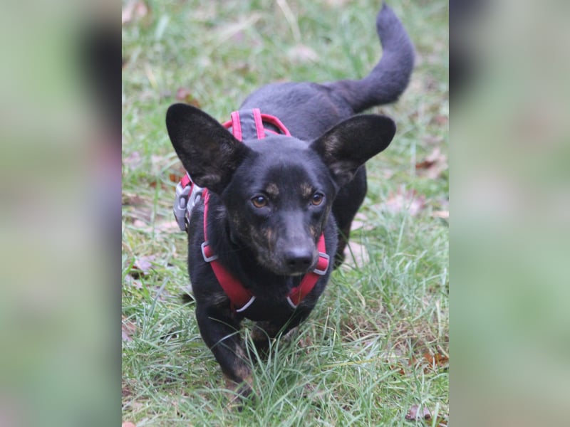 Dackelmix Laura 25cm geb. 01/2025 wartet in Burgdorf bei Hannover