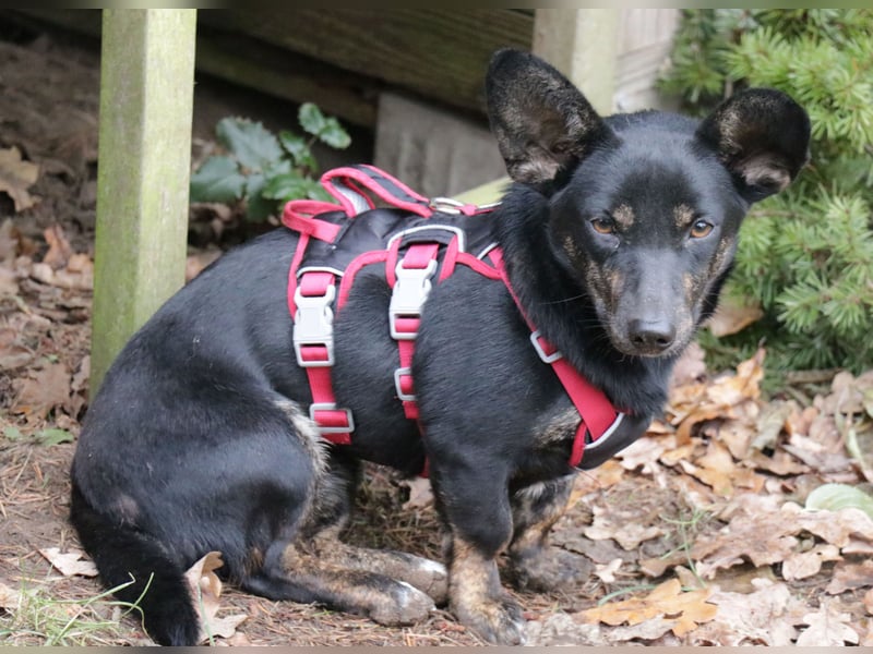 Dackelmix Laura 25cm geb. 01/2025 wartet in Burgdorf bei Hannover