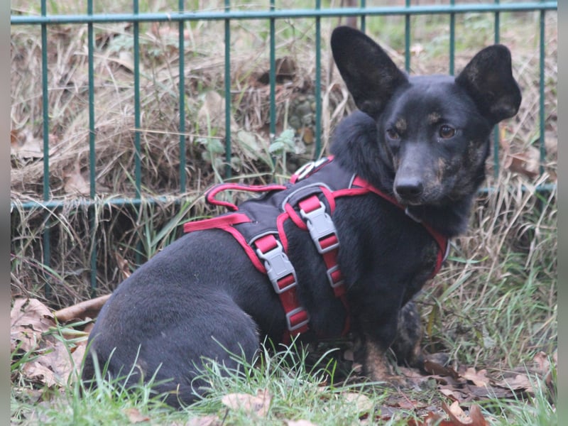 Dackelmix Laura 25cm geb. 01/2025 wartet in Burgdorf bei Hannover