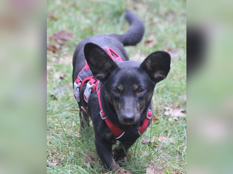 Dackelmix Laura 25cm geb. 01/2025 wartet in Burgdorf bei Hannover