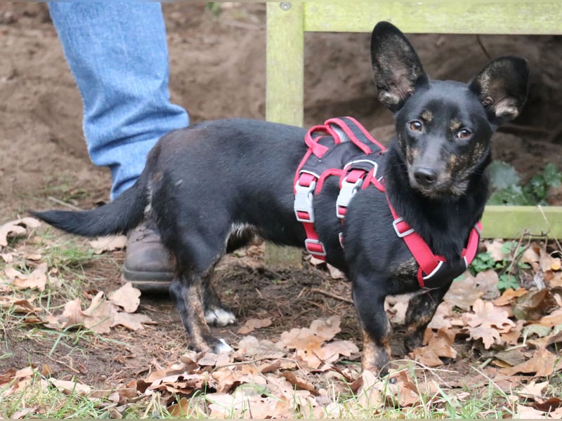 Dackelmix Laura 25cm geb. 01/2025 wartet in Burgdorf bei Hannover