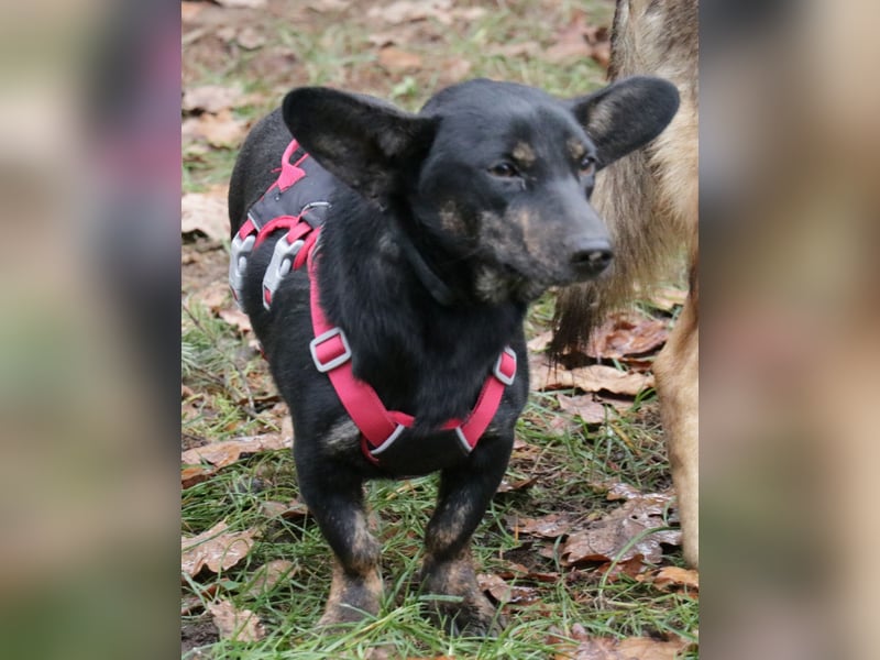 Dackelmix Laura 25cm geb. 01/2025 wartet in Burgdorf bei Hannover