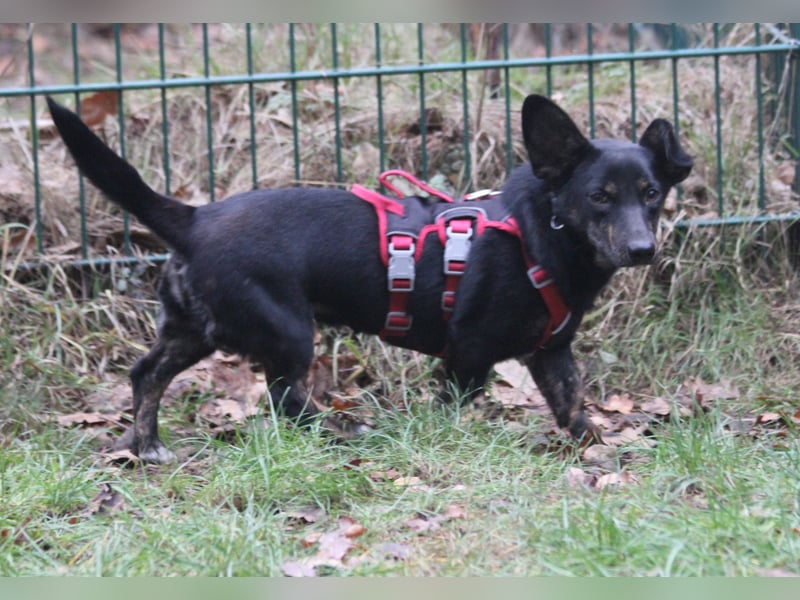 Dackelmix Laura 25cm geb. 01/2025 wartet in Burgdorf bei Hannover