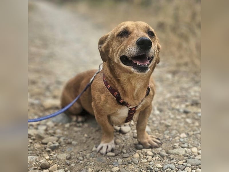 Stella 27cm geb. 03/2019 sucht ein liebevolles Zuhause