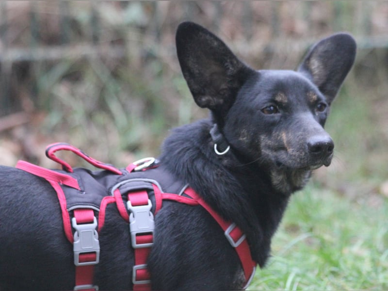 Dackelmix Laura 25cm geb. 01/2025 wartet in Burgdorf bei Hannover