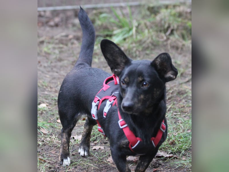 Dackelmix Laura 25cm geb. 01/2025 wartet in Burgdorf bei Hannover