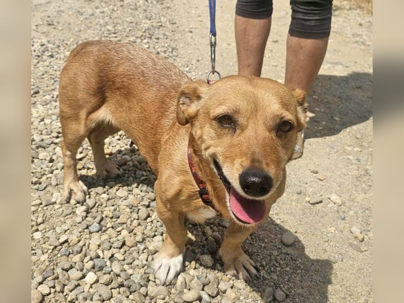 Stella 27cm geb. 03/2019 sucht ein liebevolles Zuhause