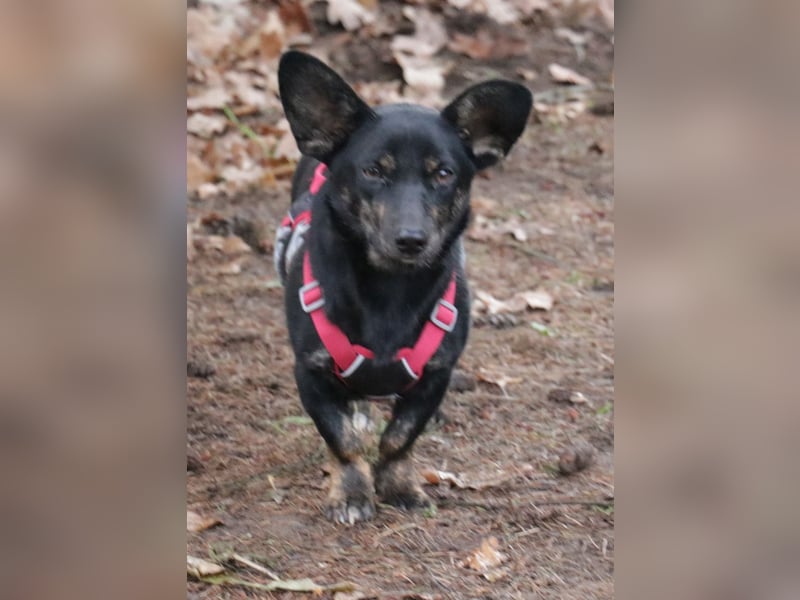 Dackelmix Laura 25cm geb. 01/2025 wartet in Burgdorf bei Hannover