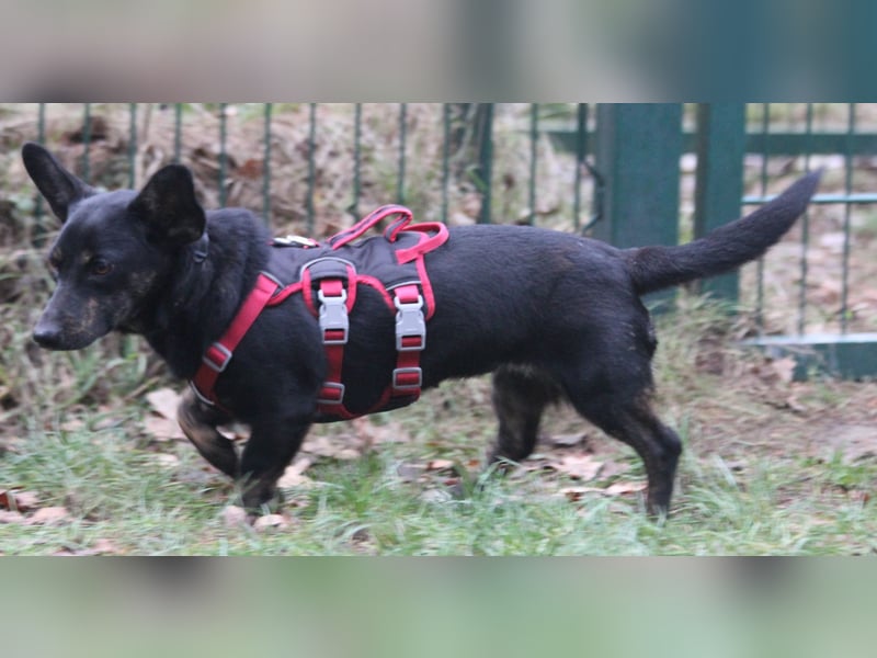 Dackelmix Laura 25cm geb. 01/2025 wartet in Burgdorf bei Hannover