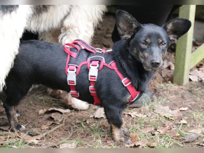 Dackelmix Laura 25cm geb. 01/2025 wartet in Burgdorf bei Hannover