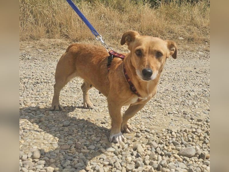 Stella 27cm geb. 03/2019 sucht ein liebevolles Zuhause